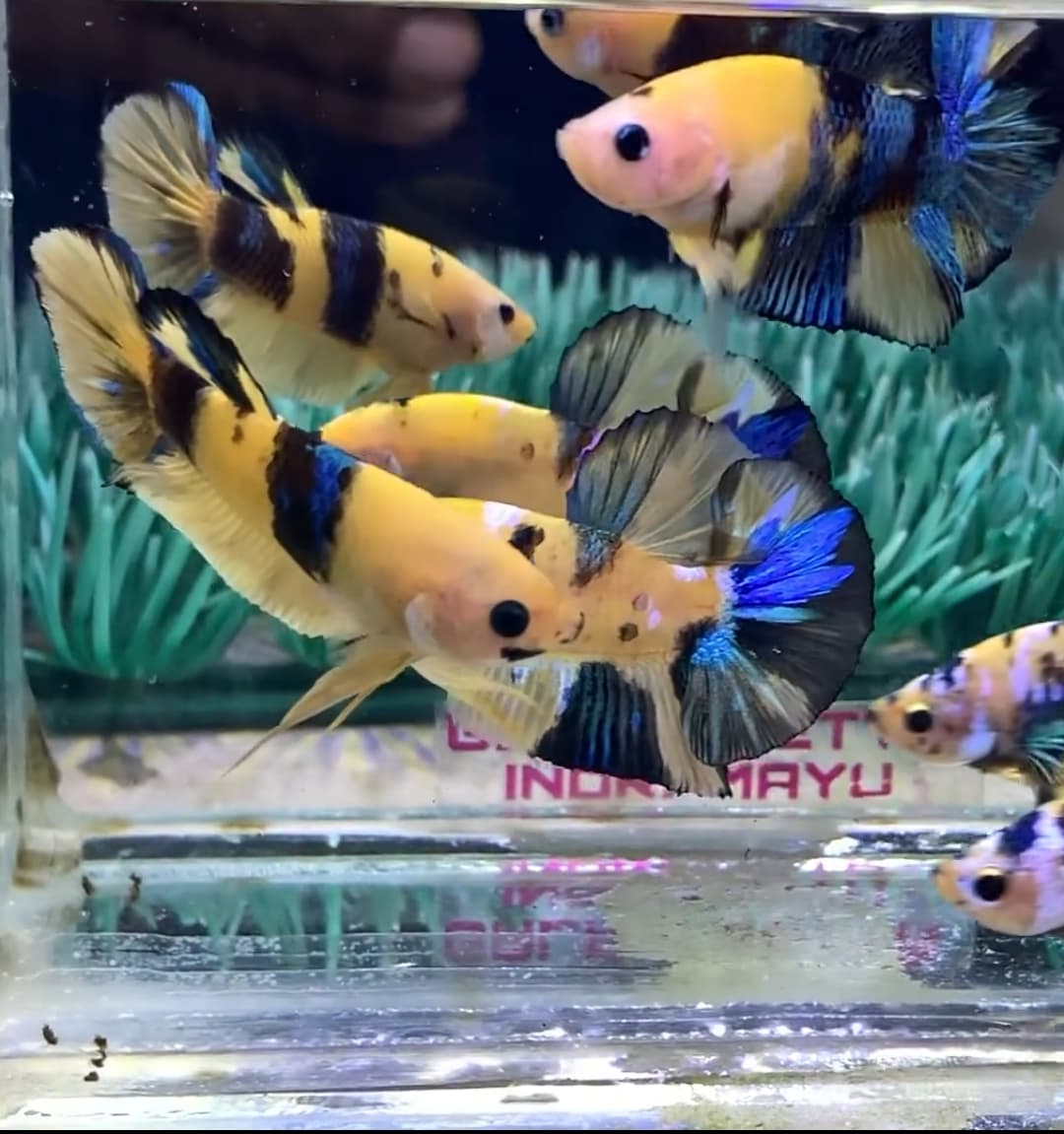 Betta Plakat Yellow koi Multi/Galaxi