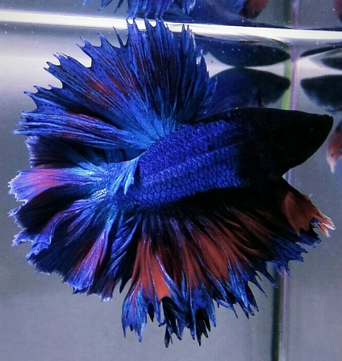 Halfmoon King Rosetail