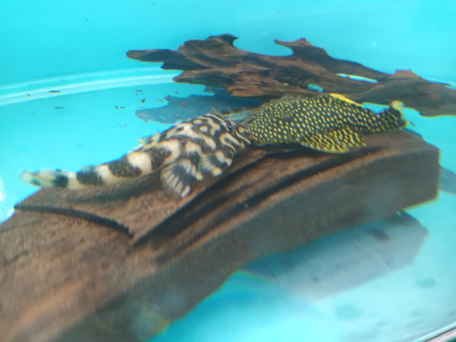 SF-3601 L-168 Peckoltia Pucher