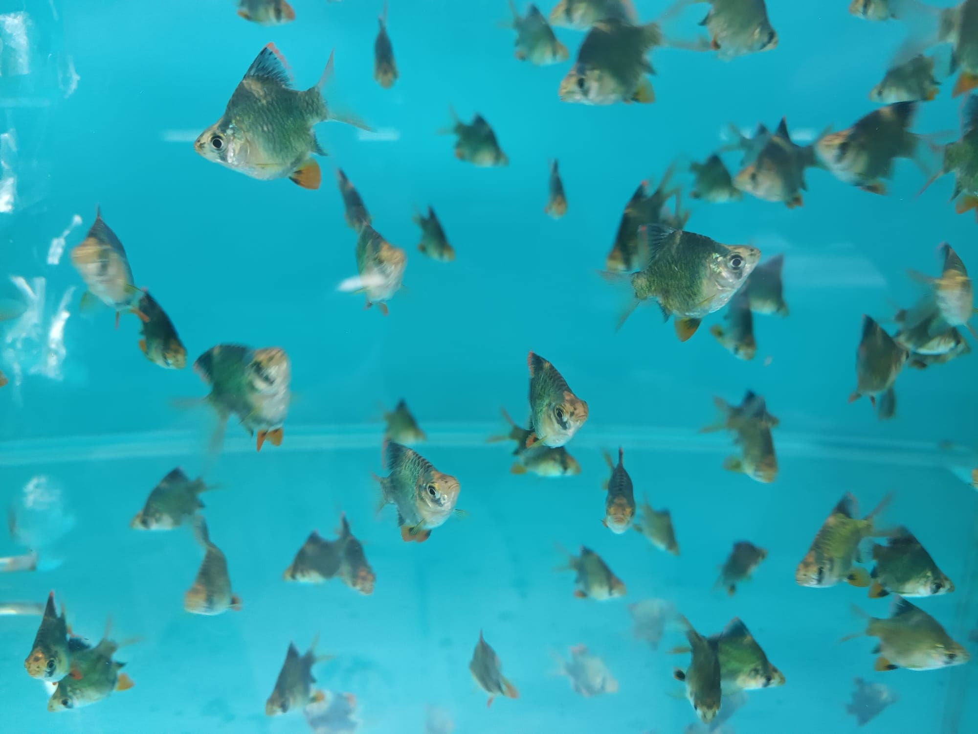 BB-1492 Balloon Green Tiger Barb