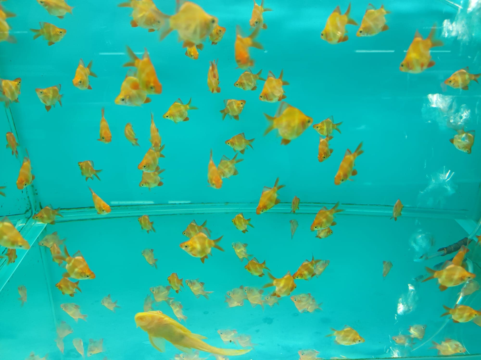 BB-1496 Balloon Albino TigerBarb