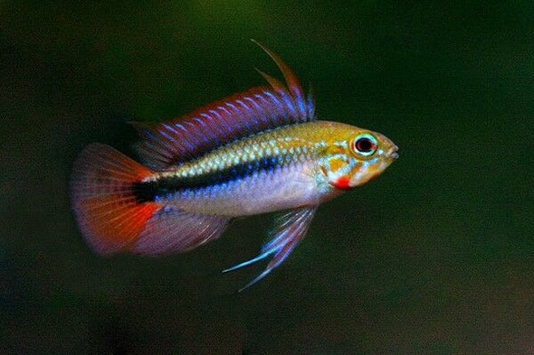 Apistogramma Erythura
