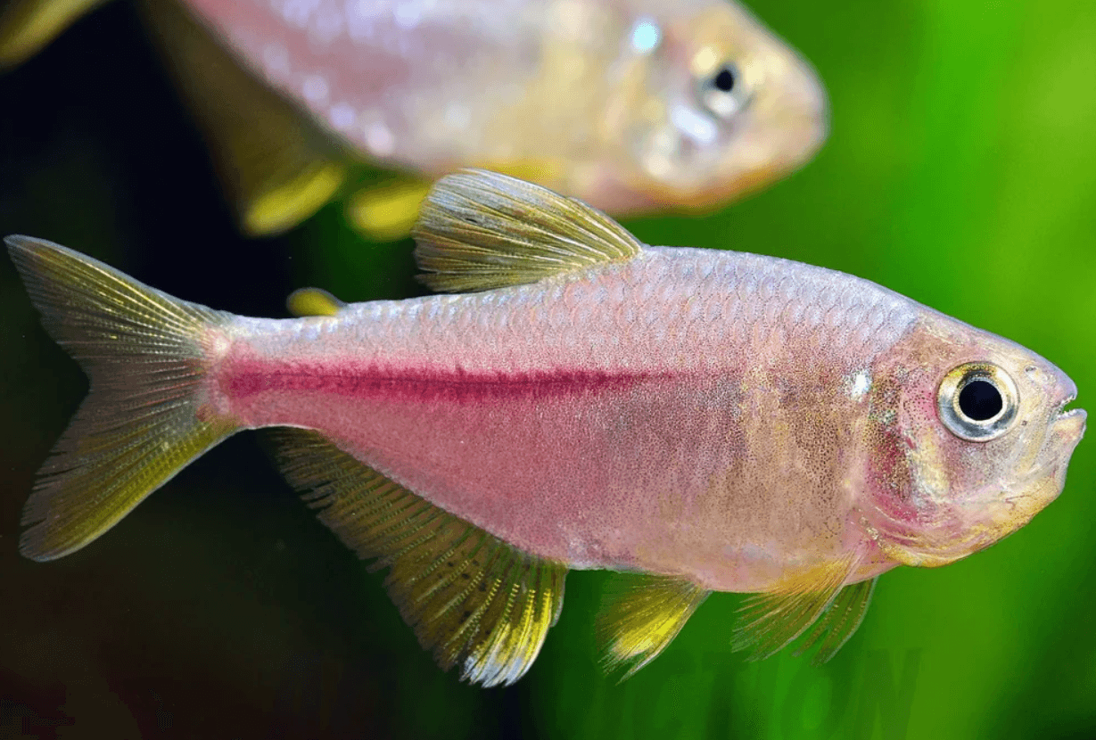 Hyphessobrycon Itaparicensis