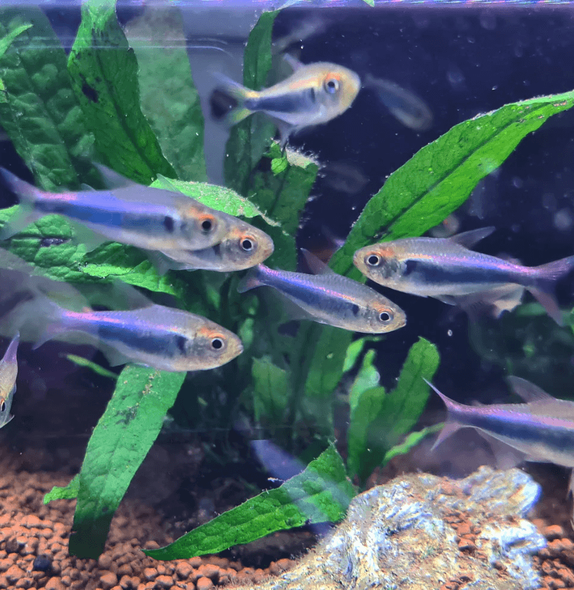 Hyphessobrycon Margitae