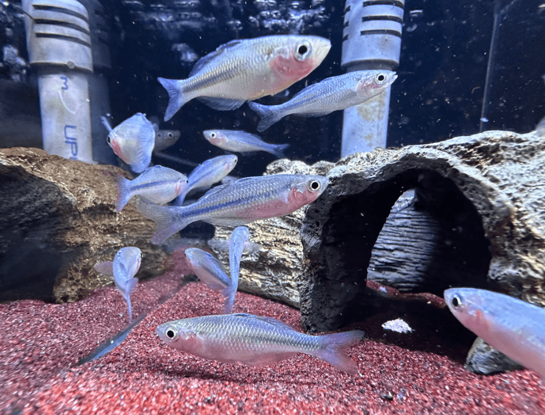 Melanotaenia Lacustris