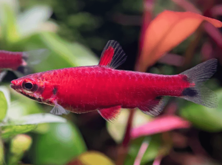 Nannostomus sp. ‘Rio Amaya’