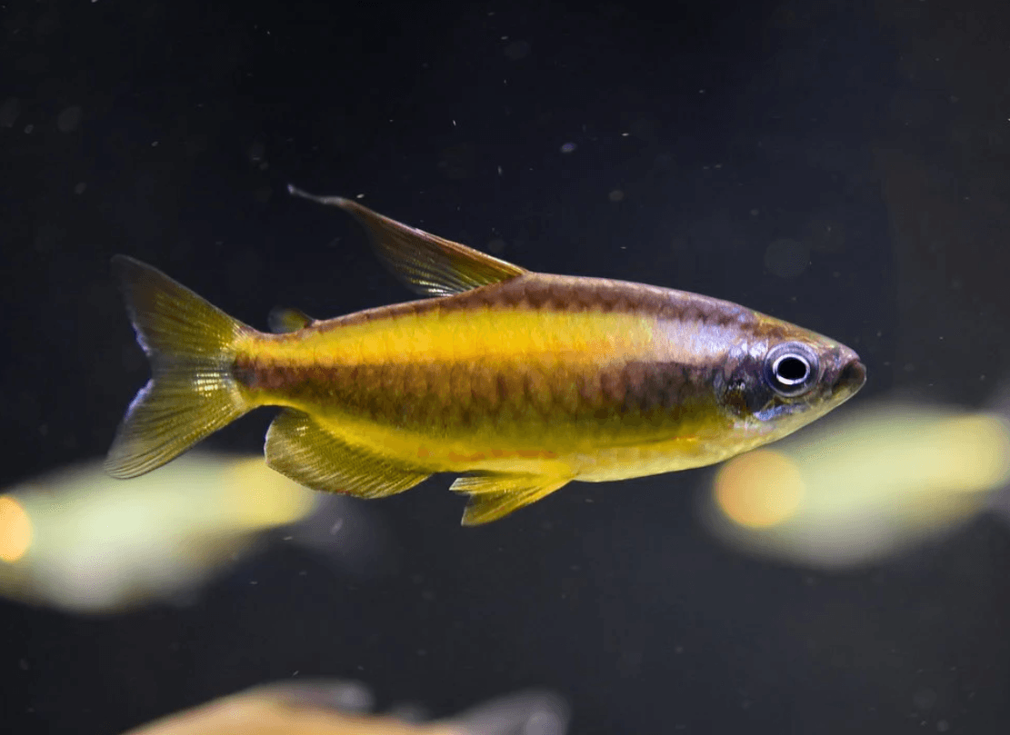 Phenacogrammus Aurantiacus