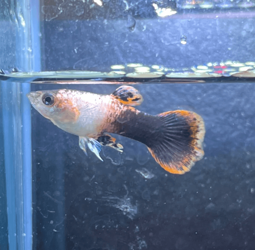 Poecilia Reticulata 'Pink Tuxedo'