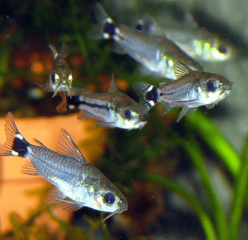 Corydoras Hastatus