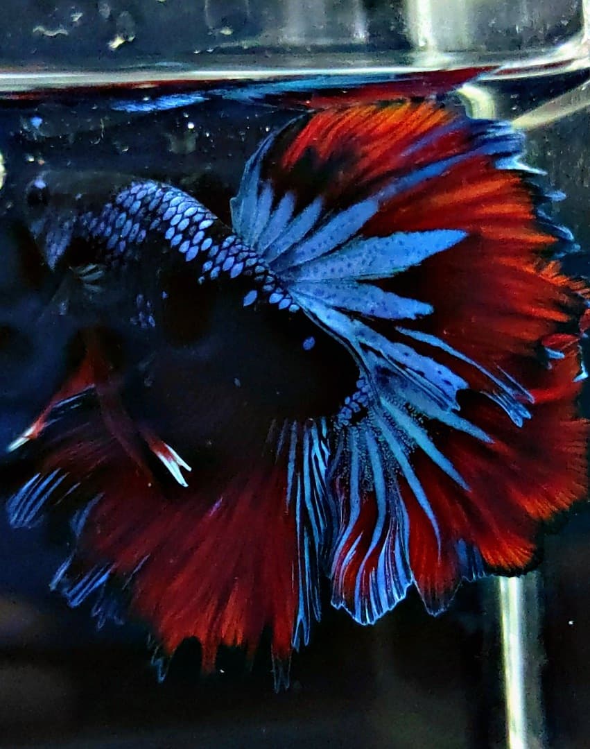 Halfmoon Feathertail Avatar