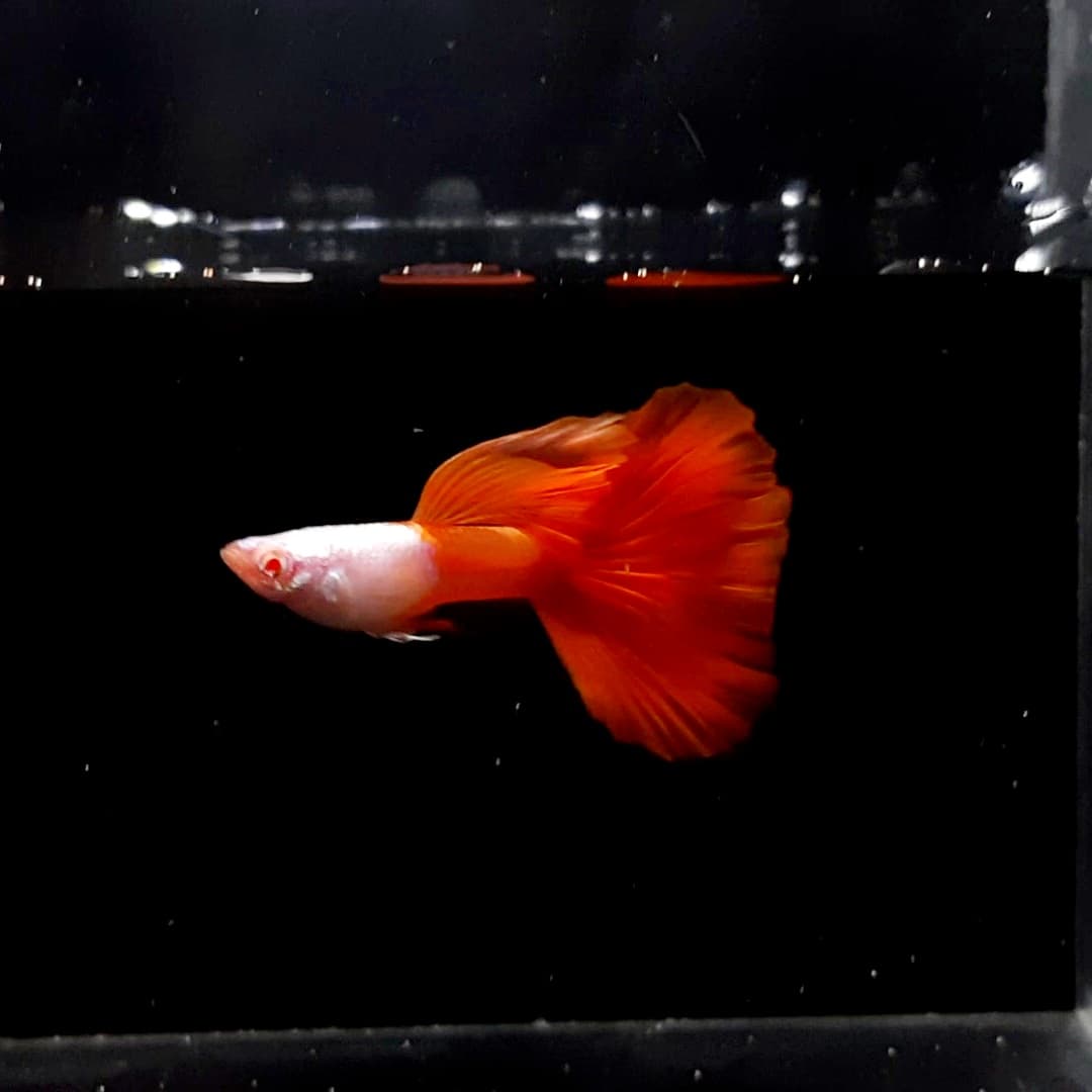 Guppy Albino Platinum Halfred