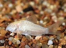 Corydoras albino 2.5cm x 5pc