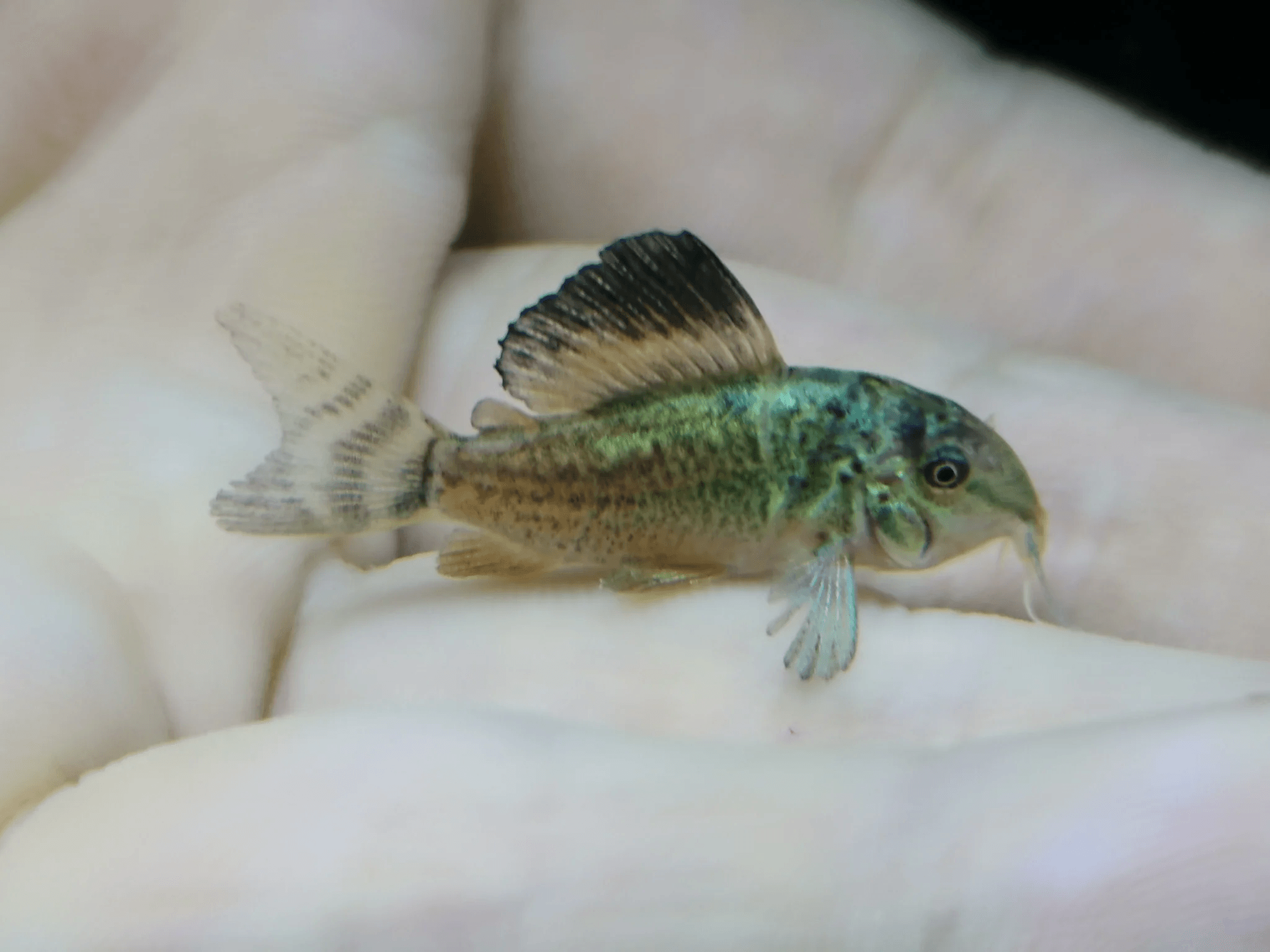 Corydoras Emerald Green 2.5-3cm