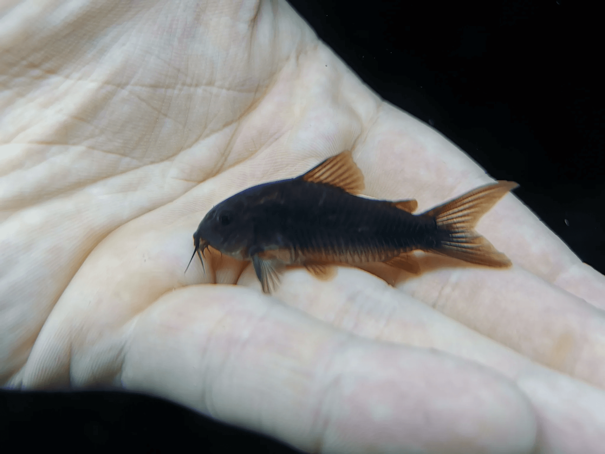 Corydoras Venezuela Black 3-4cm x 5pc