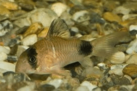 Corydoras Panda 2.5cm