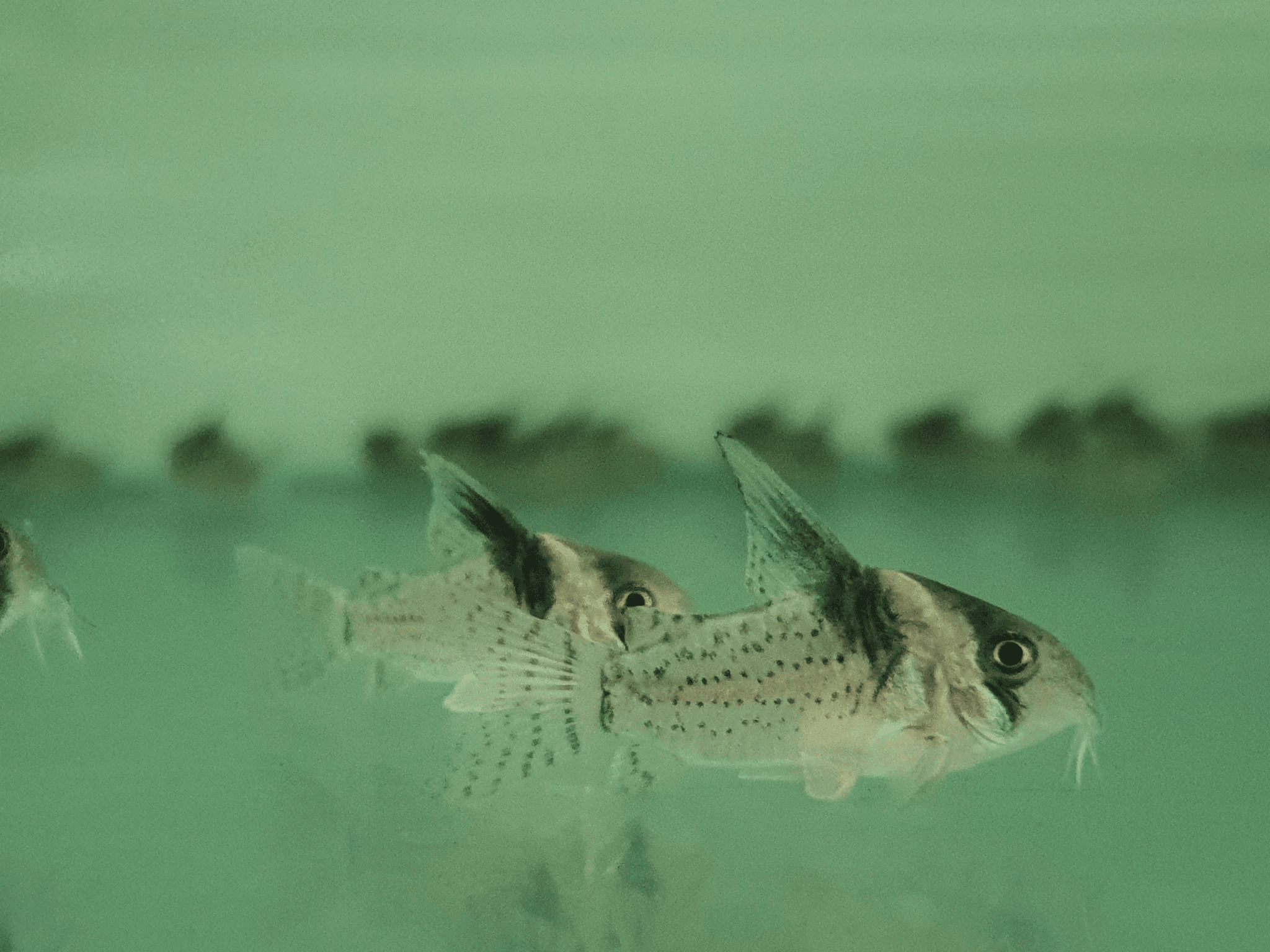 Corydoras woltroi 3-4cm