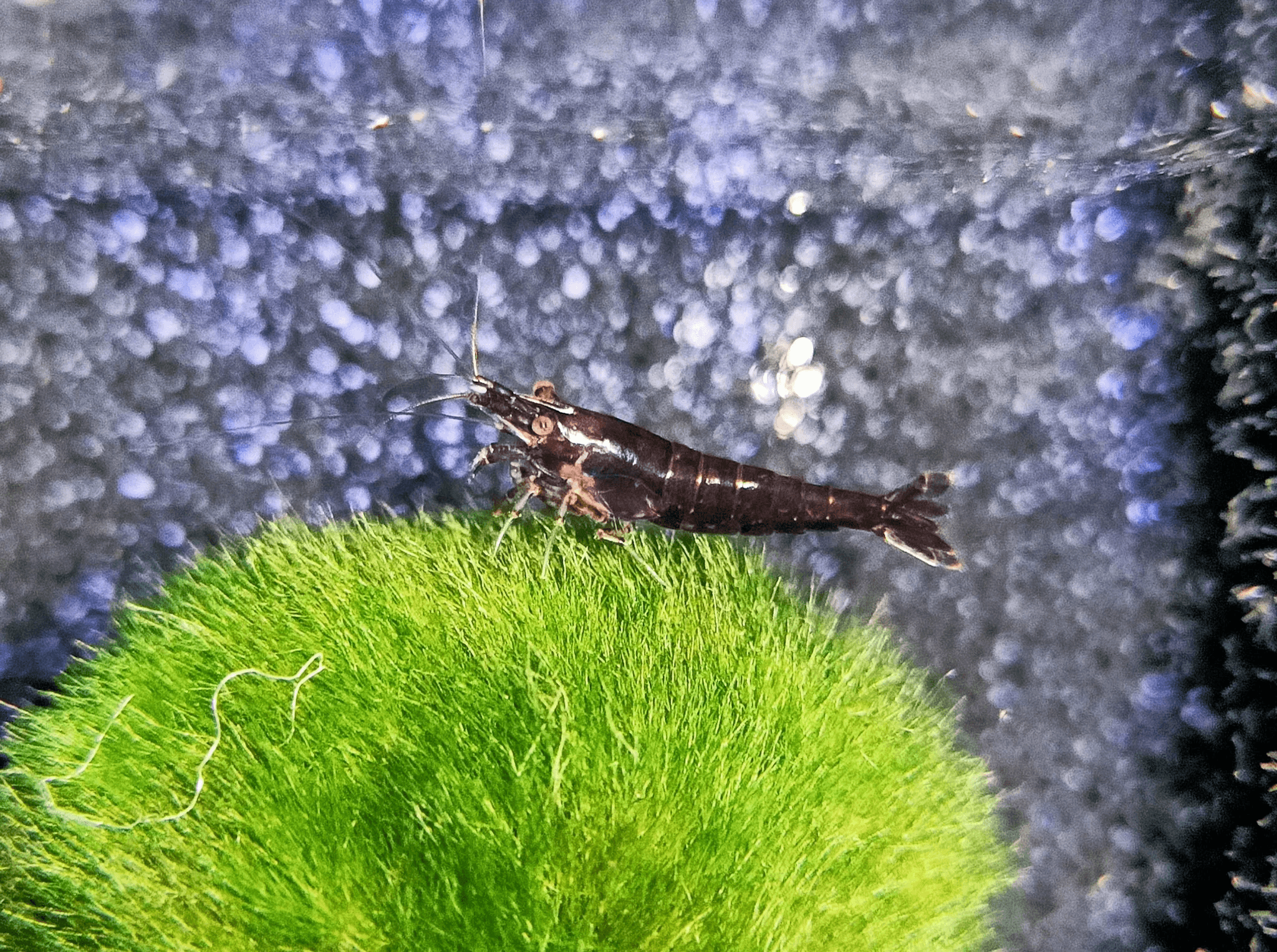 Chocolate shrimp 1-1.5cm
