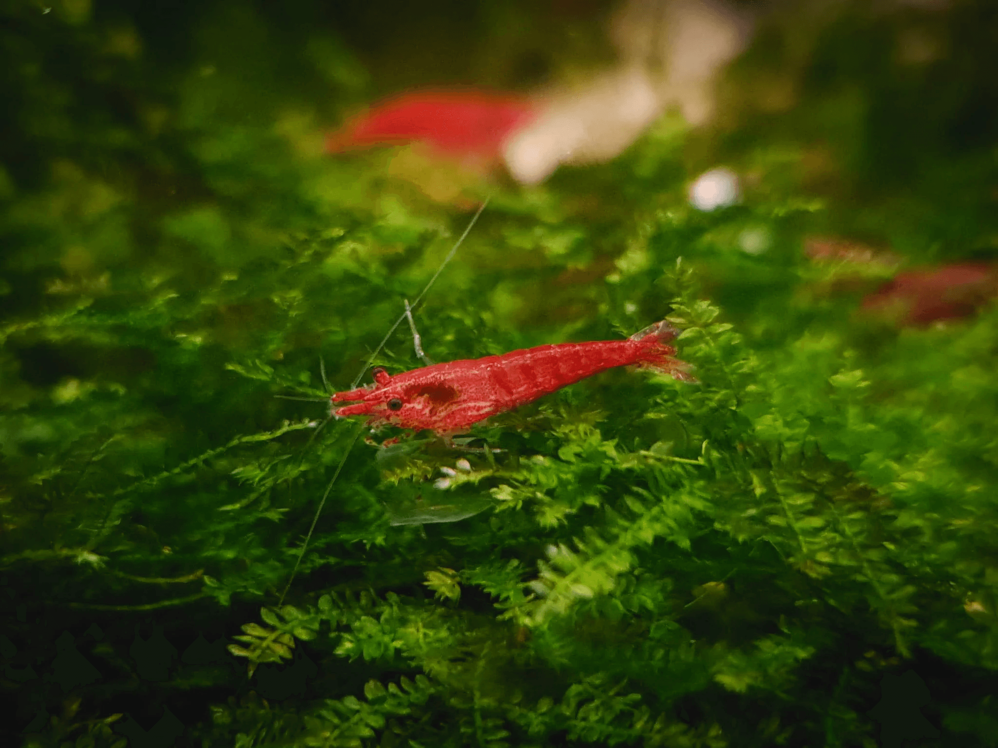Cherry shrimp 1.5cm
