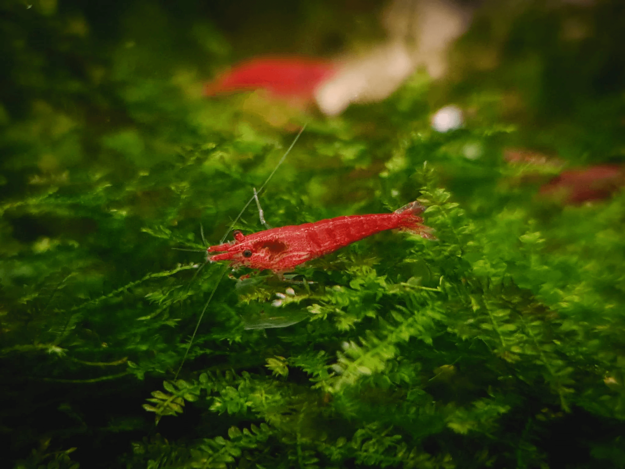 Cherry shrimp 1.5cm