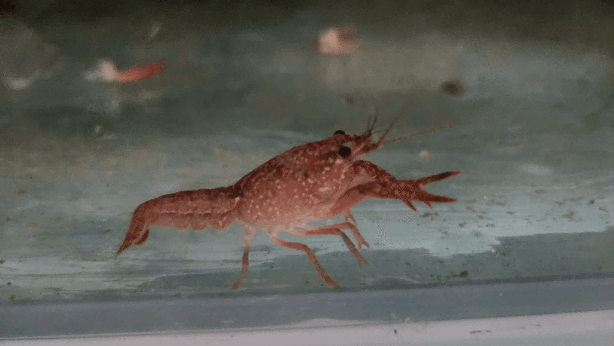 Red crawfish 5cm