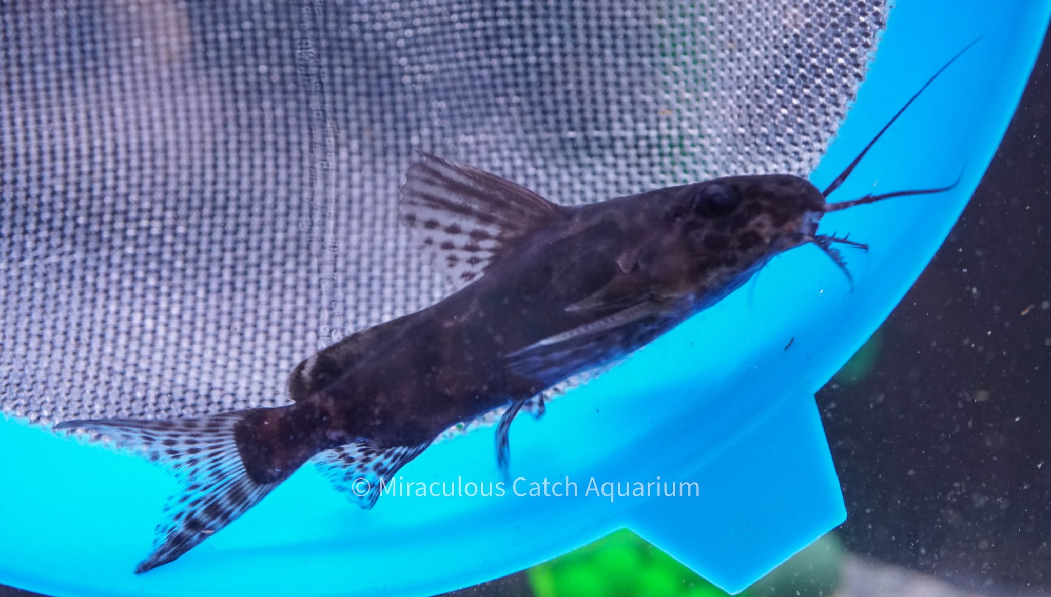 Marbled Synodontis (Synodontis Schoutedeni)