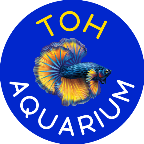 Toh Aquarium Lavender