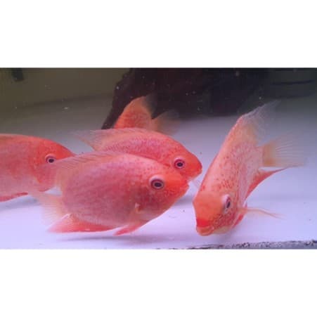 Red Severum 10cm