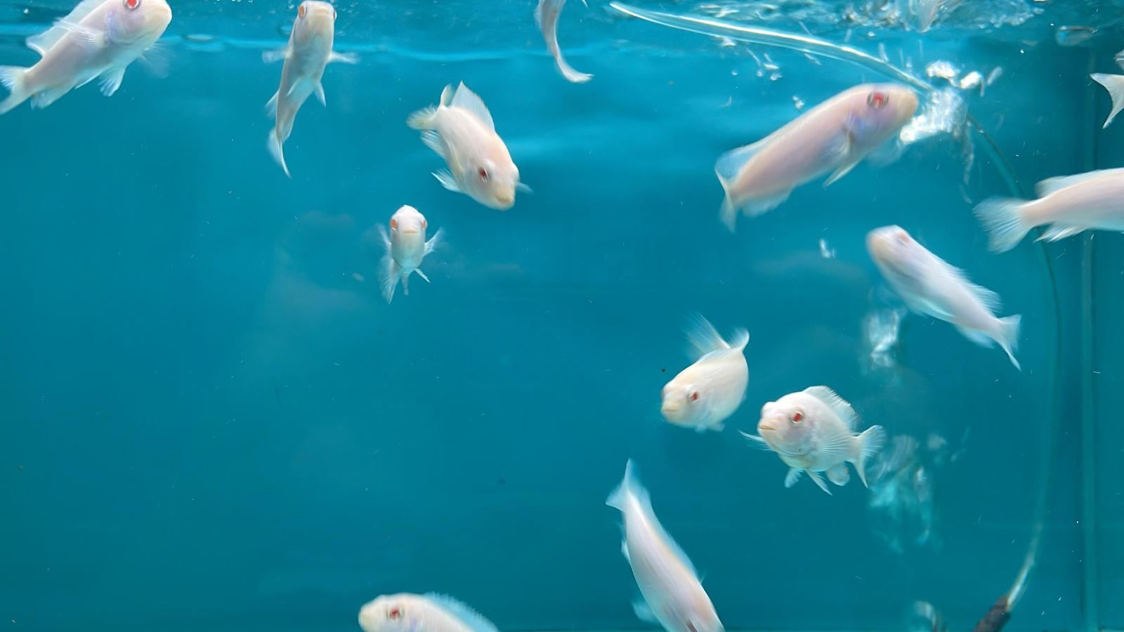 Assorted Cichlid (CC3062)