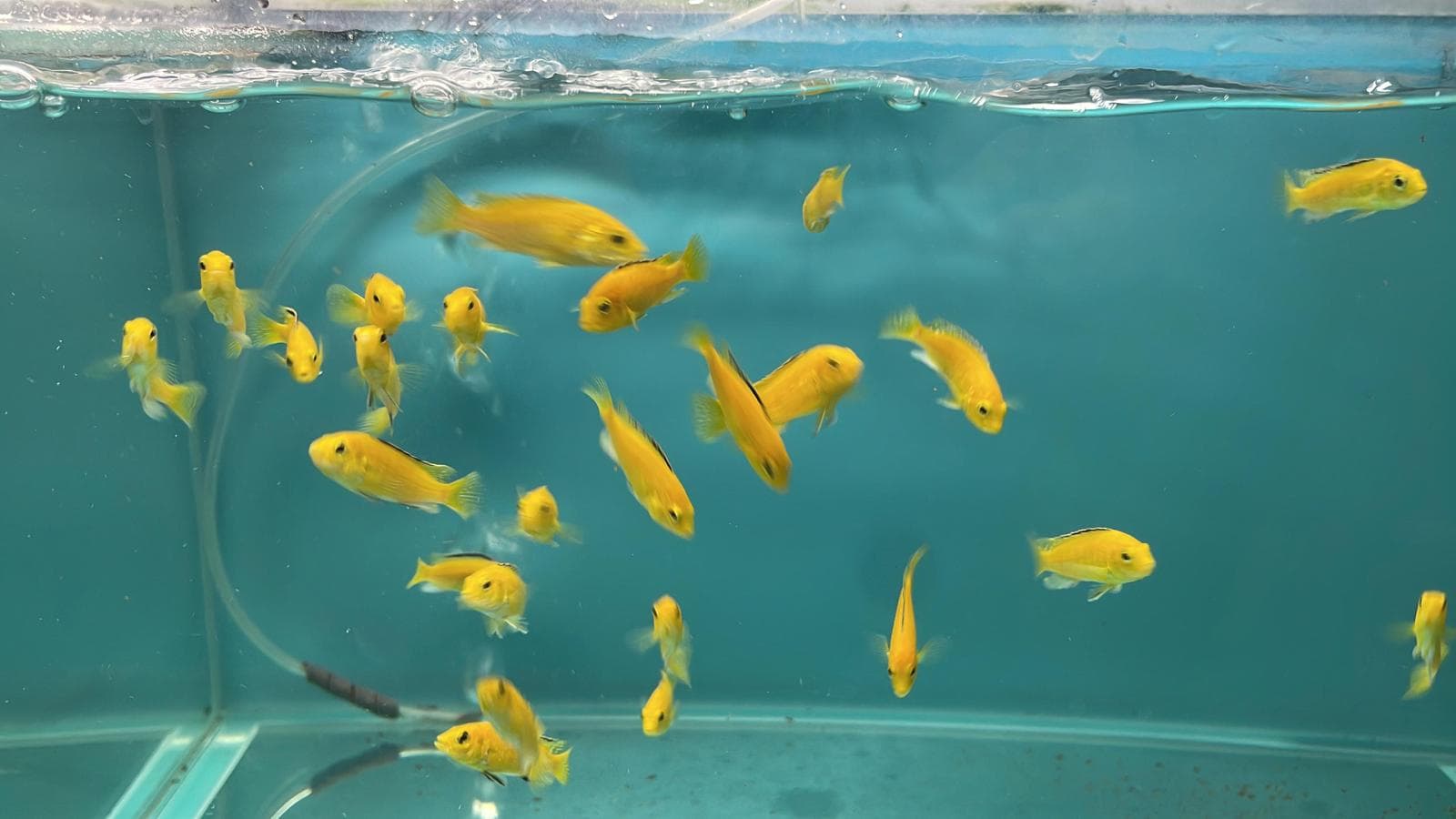 Assorted Cichlid Lemon (CC3061)