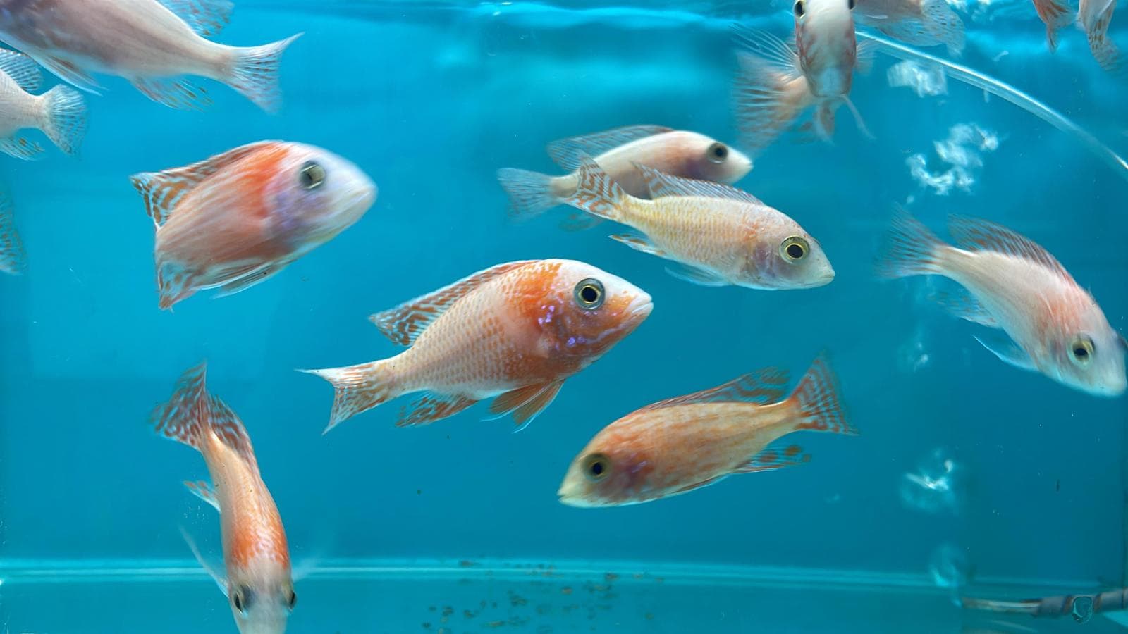 Bucktoothed Tetra (CC3062)