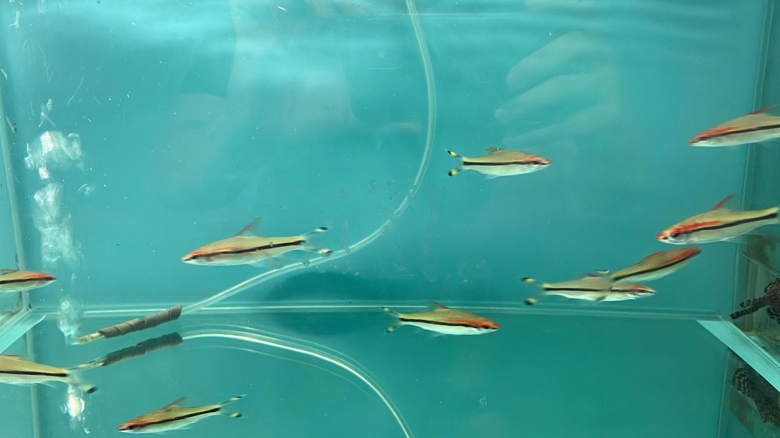 Puntius Denisonii (OO06781)