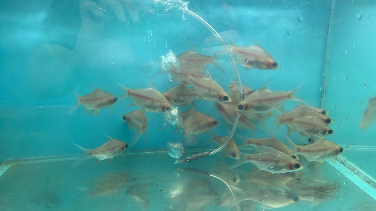 ghost tinfoil Barb (BB0750)