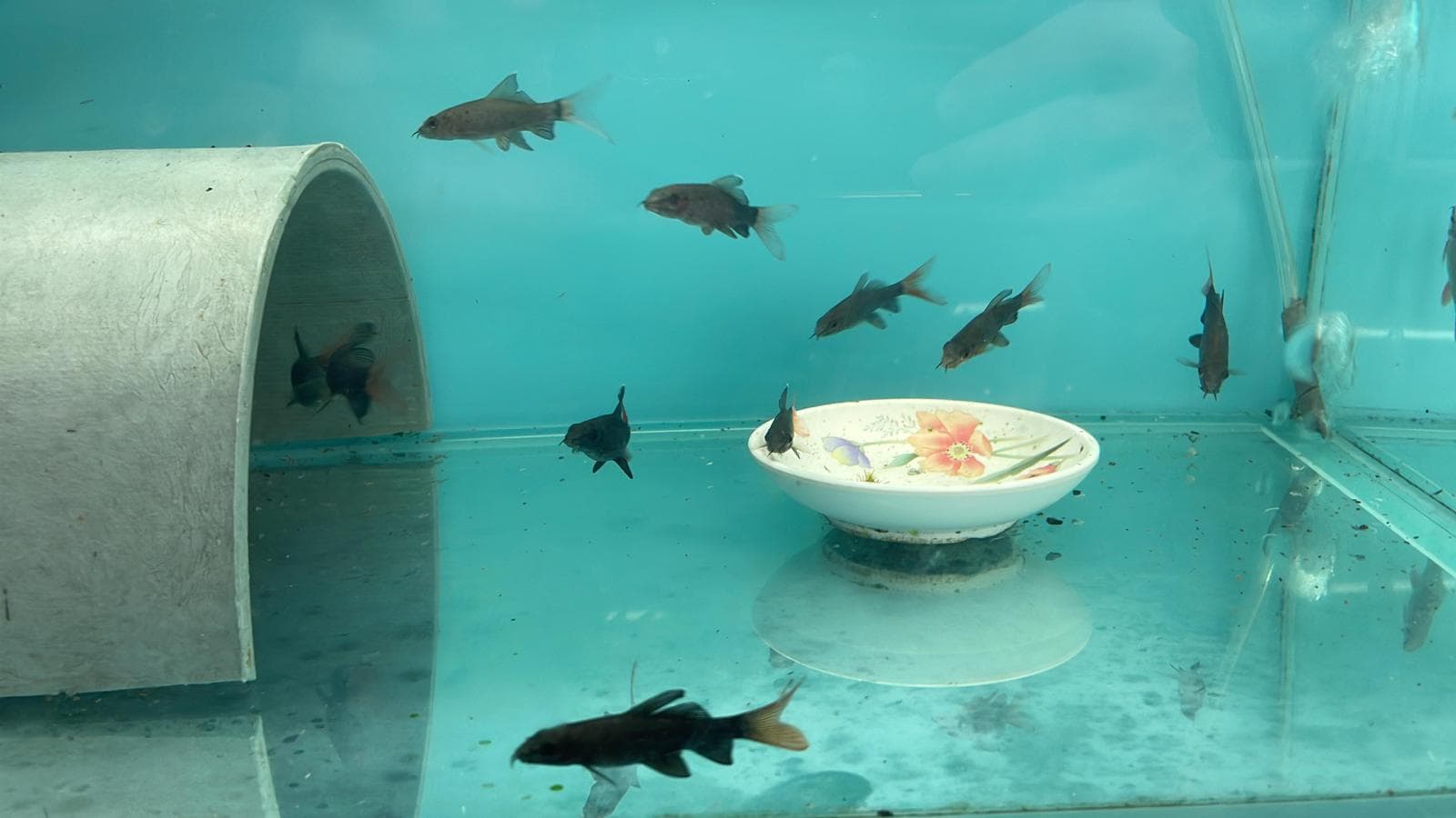 Red tail black shark (SH00313)