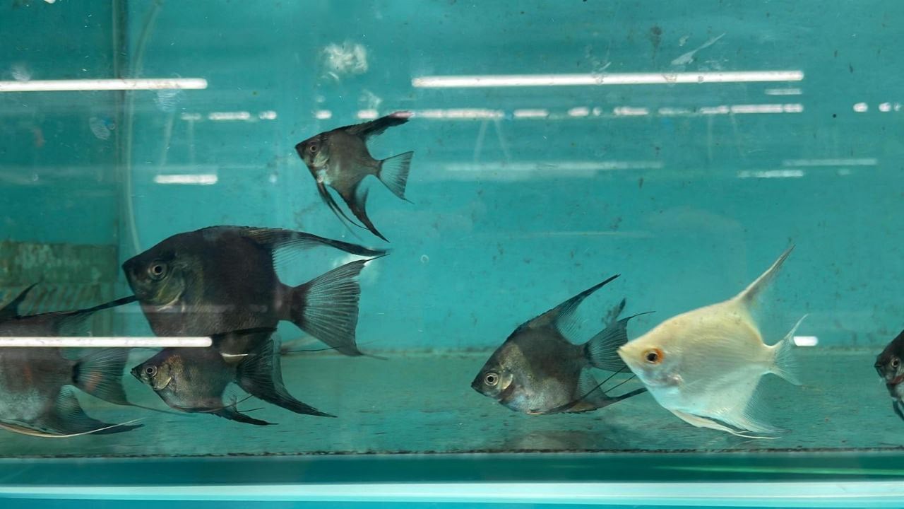 Blue Clown Angel(AA0015)