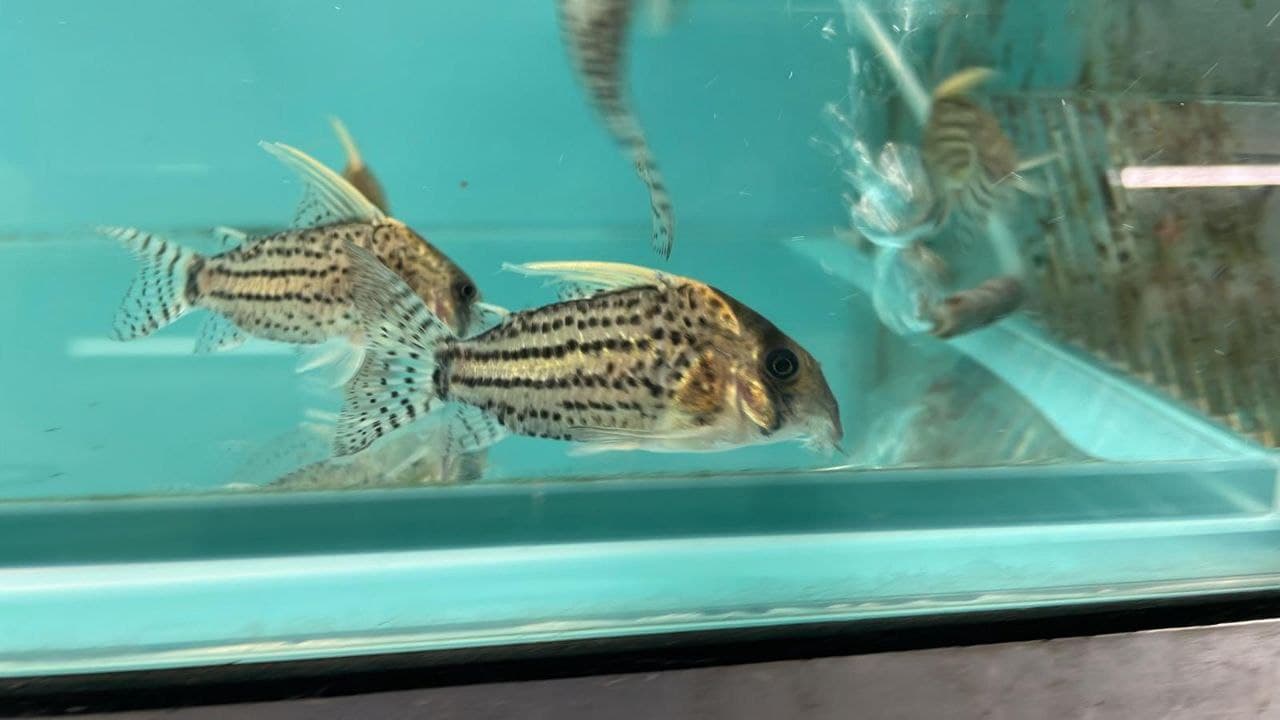 Schwartz Corydoras(SF0701)