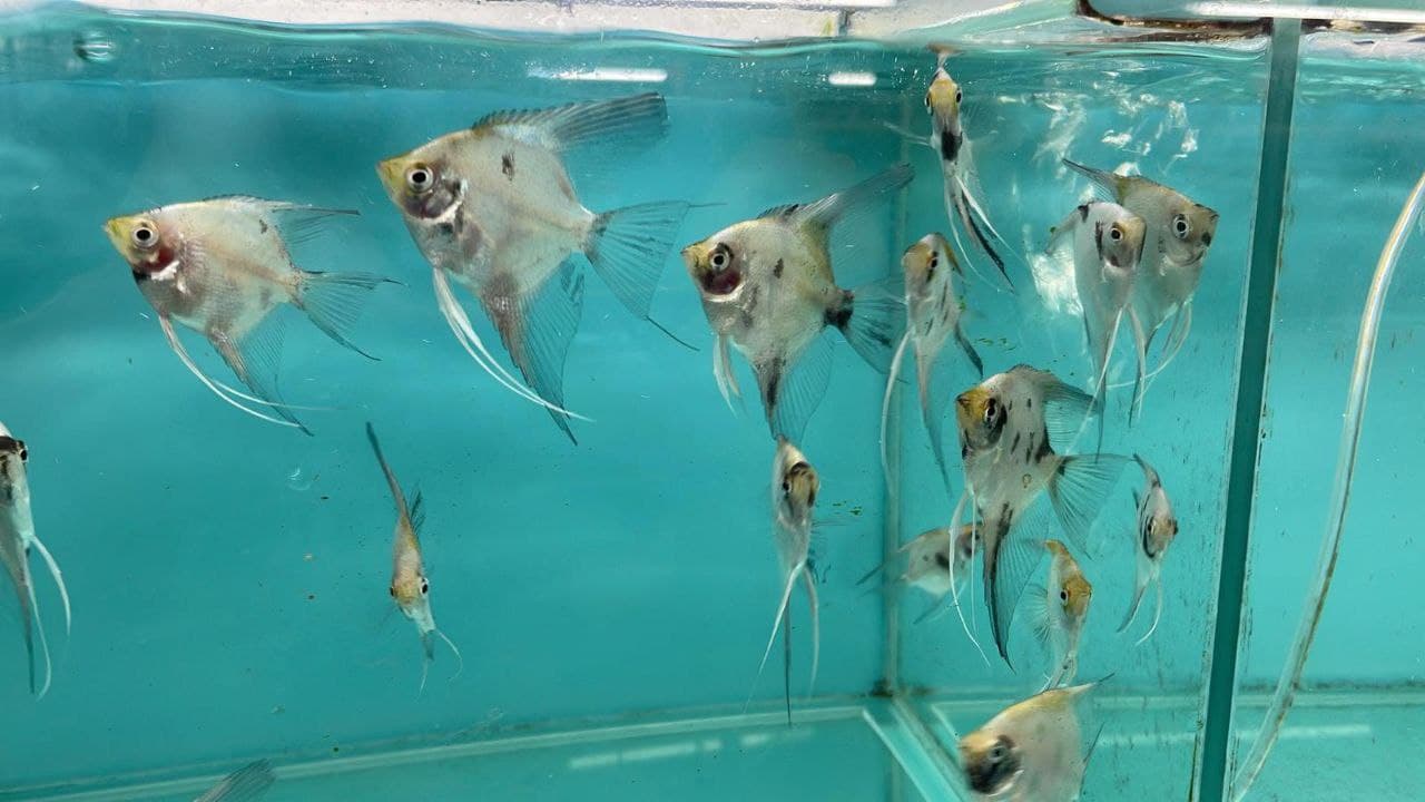 Zebra Angel (QAA1162)