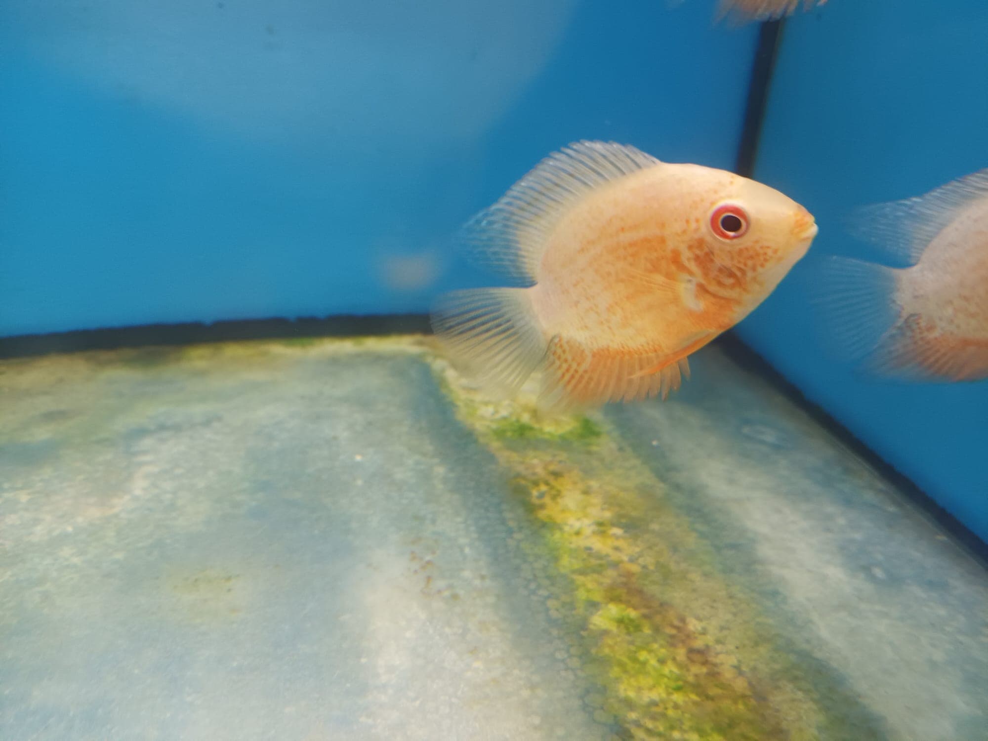 Red severum