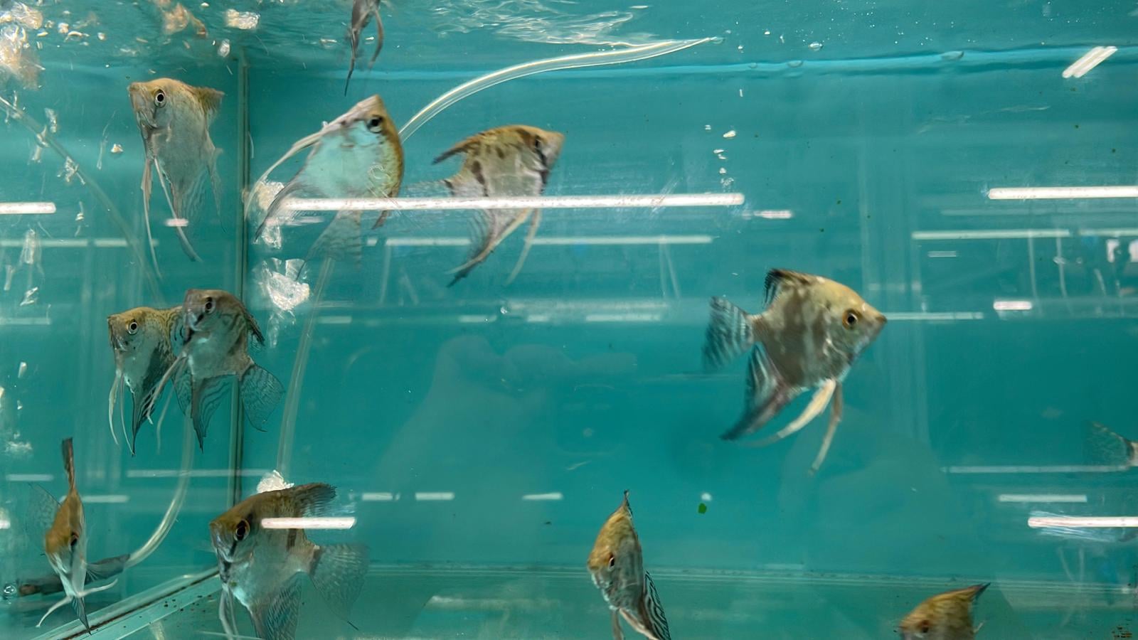 Leopard Angel(AA0492)