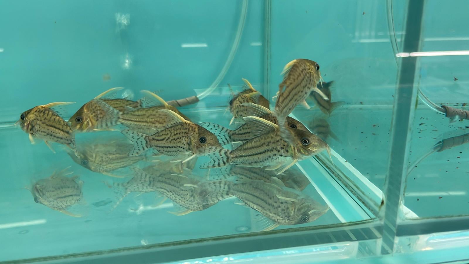 corydoras Luk her(SF1960)