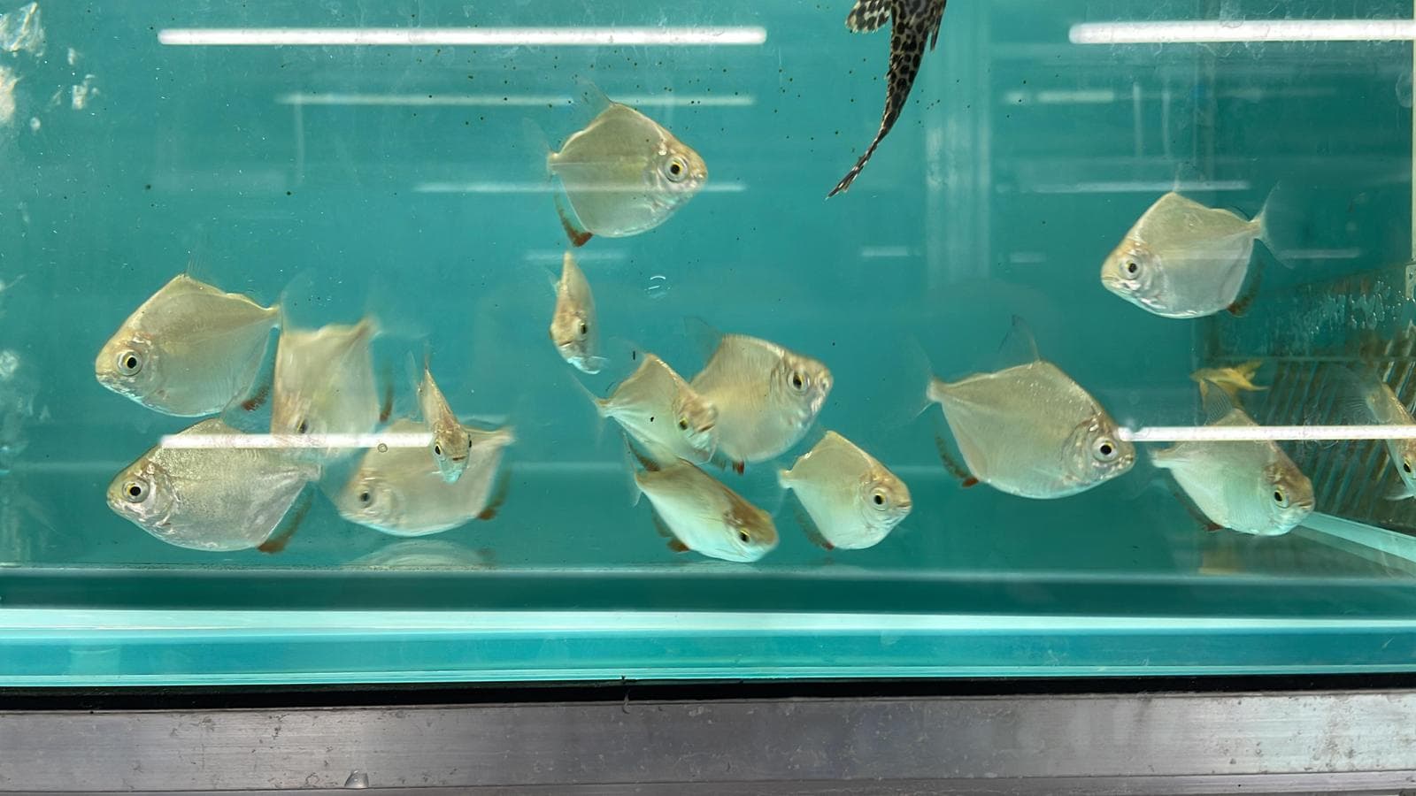 Silver Dollar (OO0392)