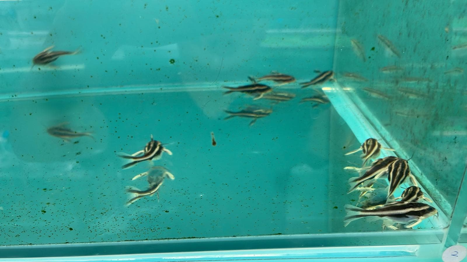 Chocolate Talking Doradid(SF0481)