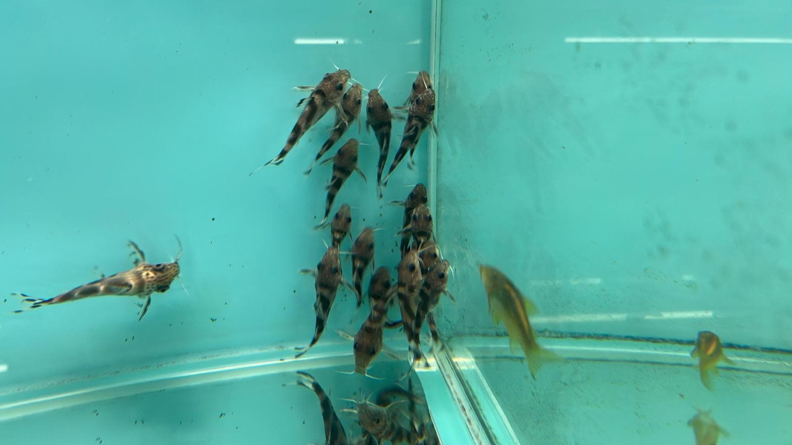 synodontis decorous (SF3271)