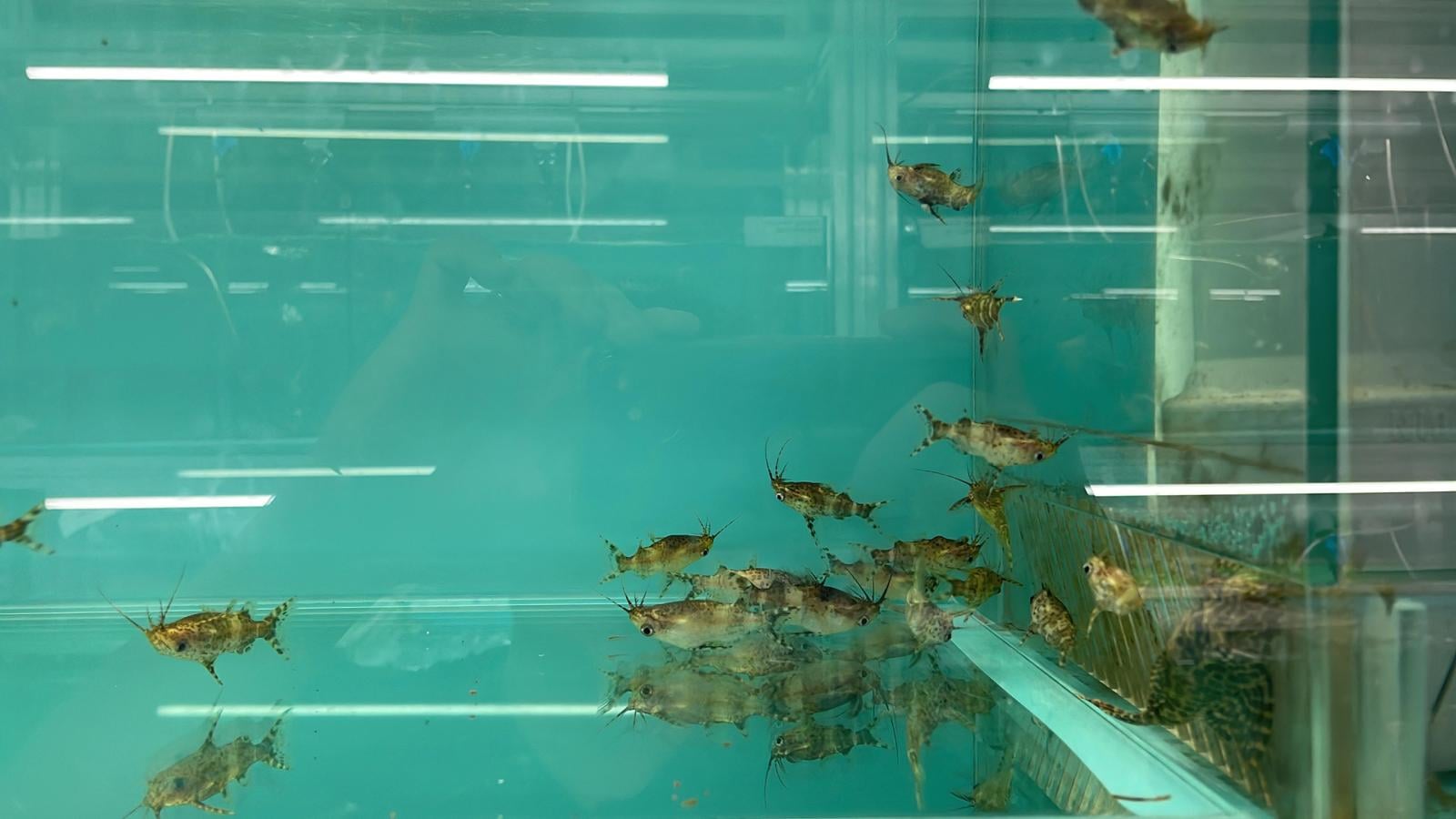 Upside down catfish (CB4020)