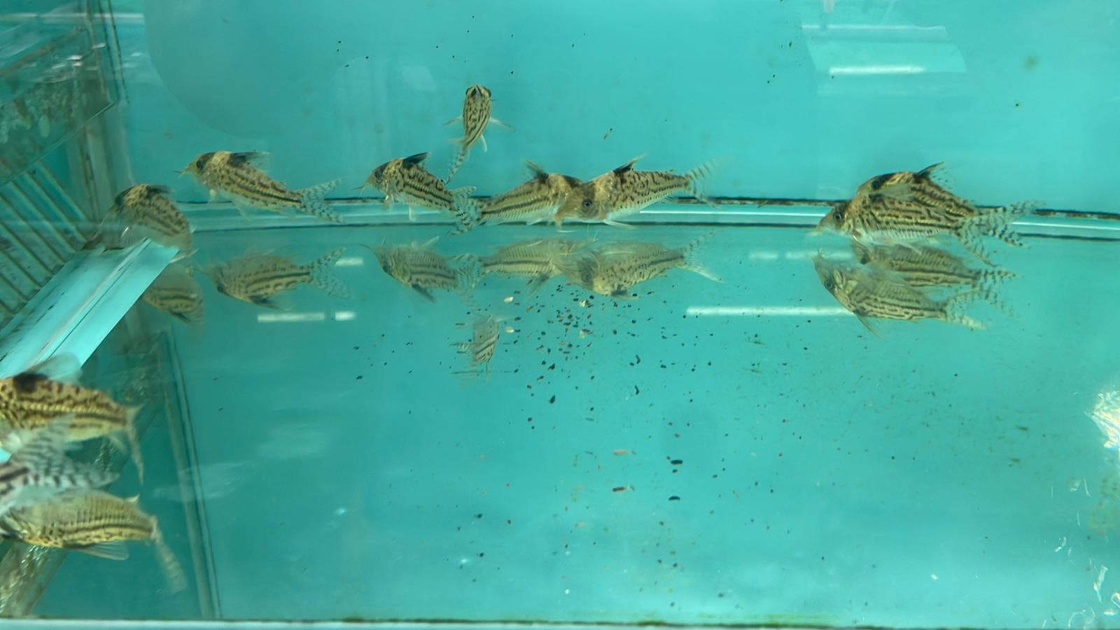 Corydoras Incolicana(SF0659)