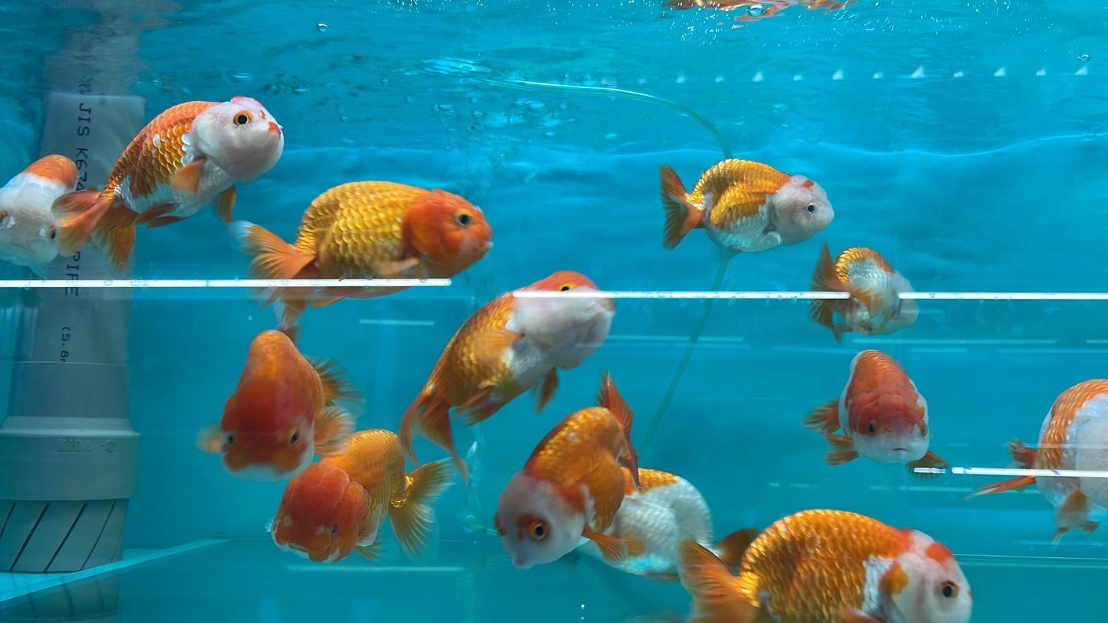 Red and White Ranchu(GG1726)