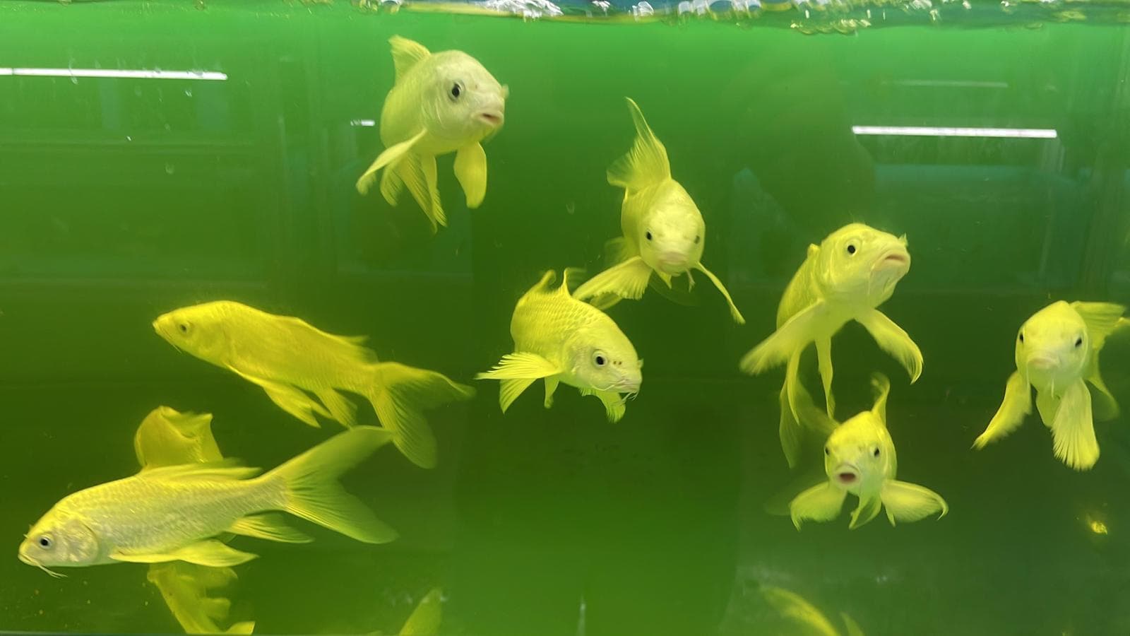 Long fin koi (GC0116)