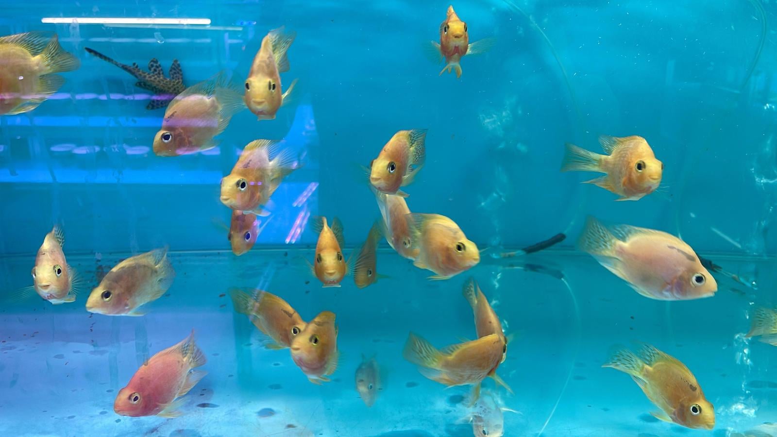 Yellow Blood Parrot (Cc5060)