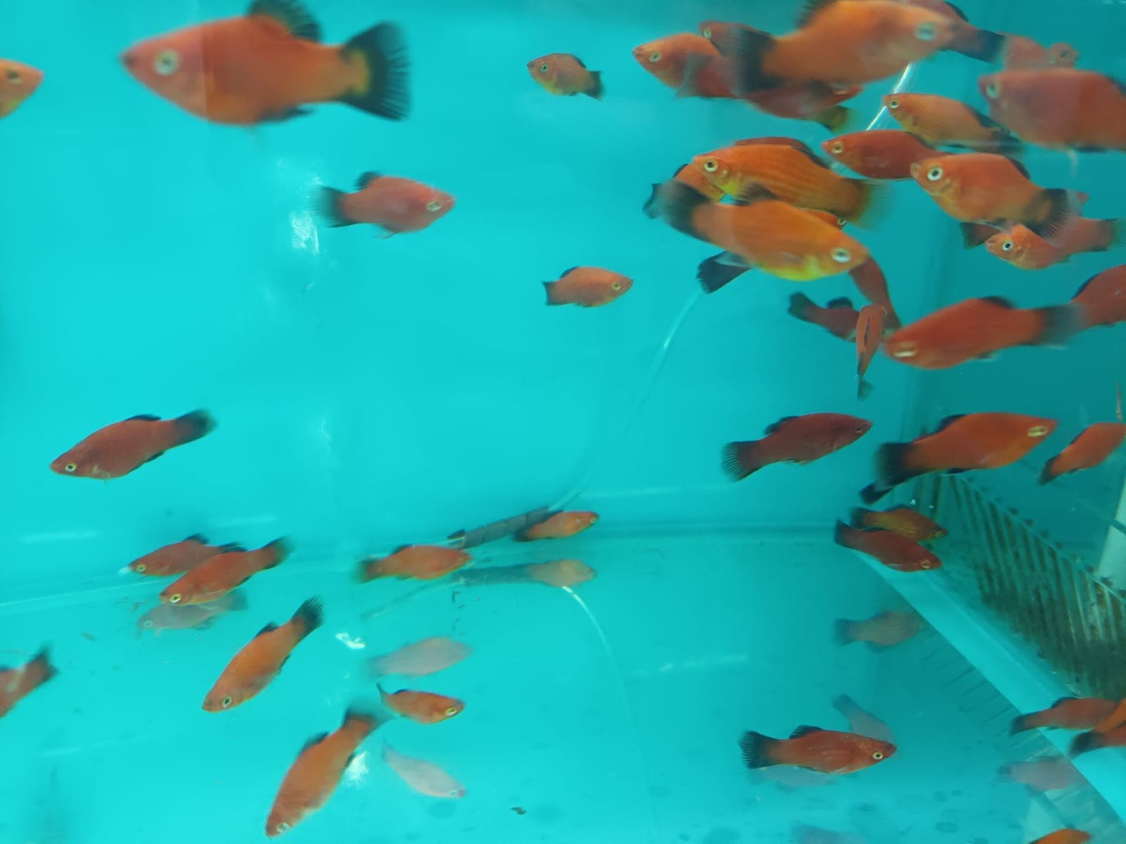 PP-2162 Assorted Hi Fin Platy