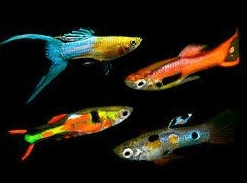 Assorted Endlers Guppy 2cm x 5pc