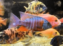 Assorted Peacock Cichlid 2", 4"